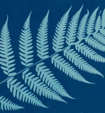 Projections monumentales de cyanotypes botaniques sur la façade de la Cité administrative