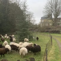 Démonstration de chiens de berger