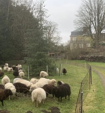 Démonstration de chiens de berger