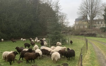 Démonstration de chiens de berger