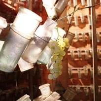 Le chasselas de Thomery : des jardins au fruitier Salomon