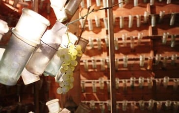 Le chasselas de Thomery : des jardins au fruitier Salomon