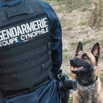 Démonstrations de maîtres-chiens