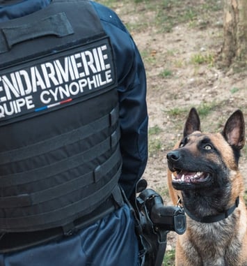 Démonstrations de maîtres-chiens