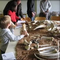 Atelier participatif : animaux et humains