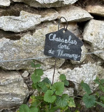 Découverte du jardin viticole pédagogique