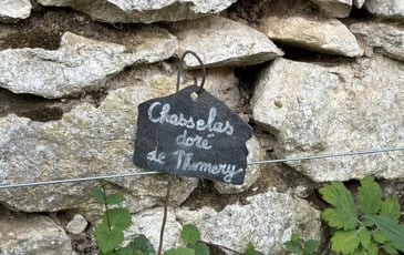 Découverte du jardin viticole pédagogique