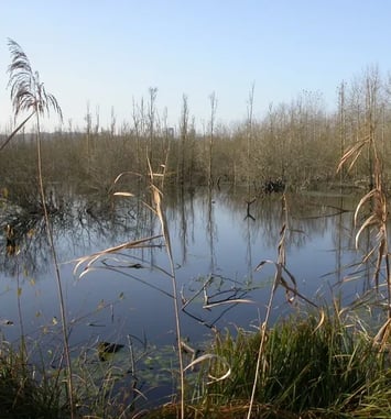 Visite guidée  du Marais