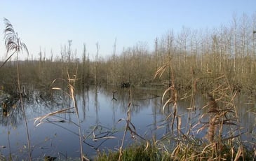 Visite guidée  du Marais