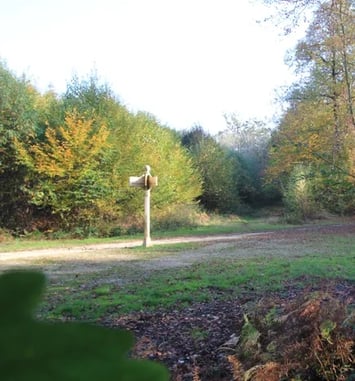 Découverte, en randonnée, de la forêt régionale de Ferrières, de son histoire et de sa gestion